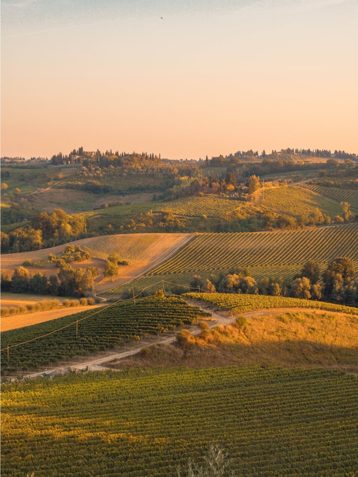 Evening View Of Vineyards