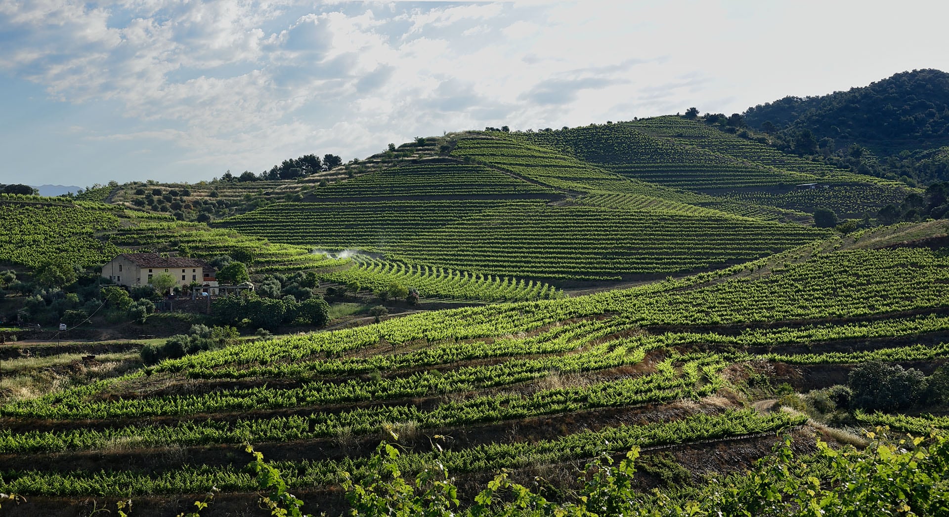 View Of Vineyards